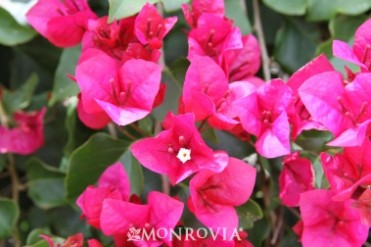 Bougainvillea Don Mario