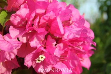 Bougainvillea James Walker