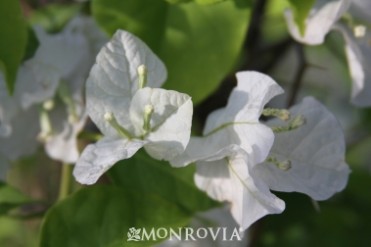 bougainvillea Mary Palmer's Enchantment