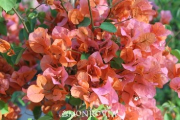 Bougainvillea Orange King