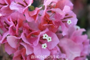 Bougainvillea Tahitan Dawn