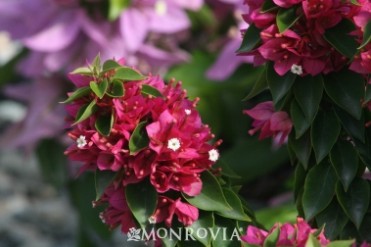 Bougainvillea Torch Glow