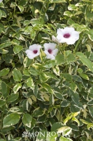 Bower Vine 'Charisma'