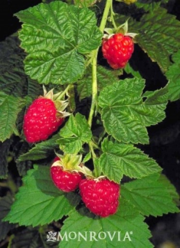 Canby Red Raspberry