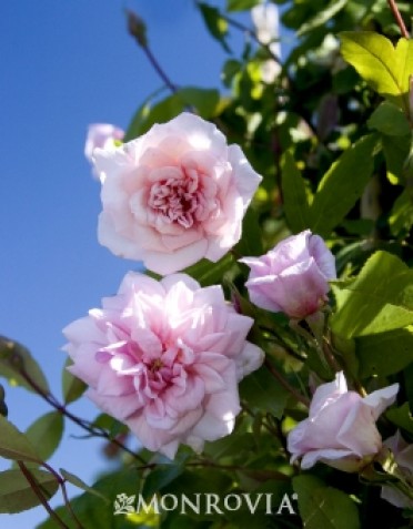 Cecile Brunner Climbing Rose