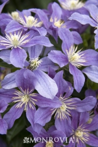 Clematis 'Arabella'