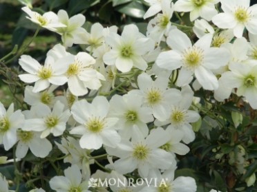 Clematis 'Avalanche Evergreen'