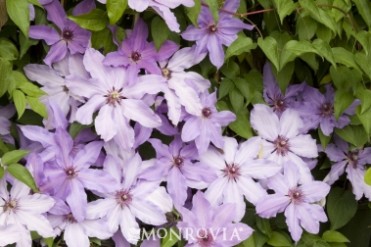 Clematis 'Blue Ravine'