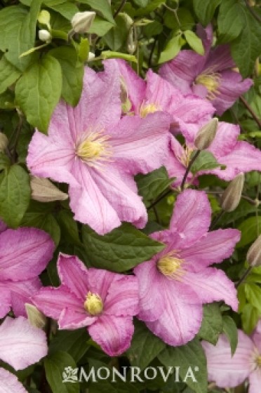 Clematis 'Comtesse De Bouchaud'