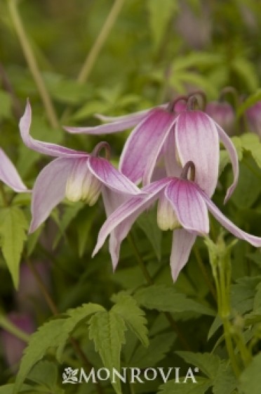 Clematis 'Constance Alpine'