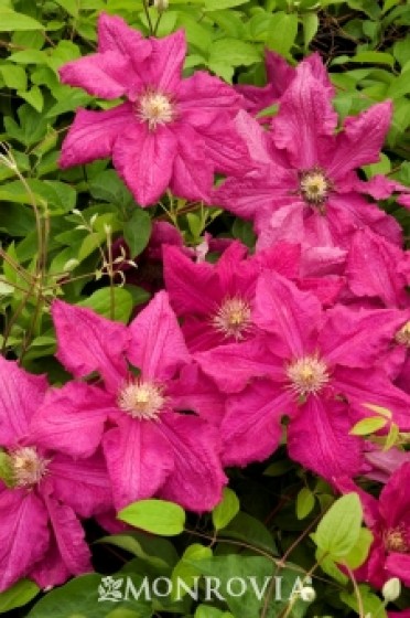 Clematis 'Ernest Markham'