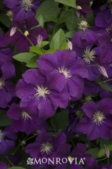 Clematis 'Etoile Violette'