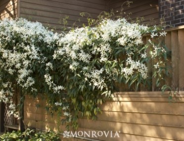 Clematis 'Evergreen'