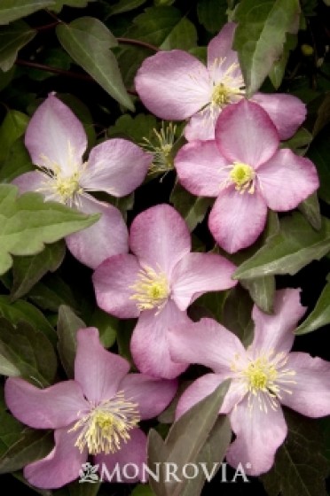 Clematis 'Freda Anemone'