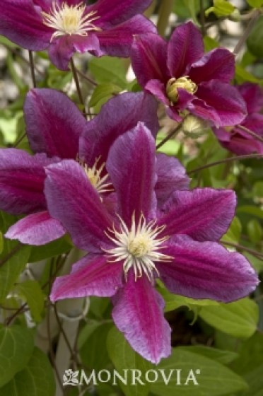 Clematis 'Hania'