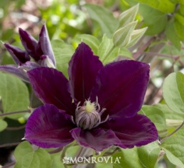 Clematis 'Julka' 