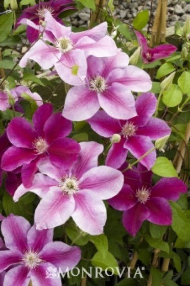 Clematis 'Kilian Donahue'