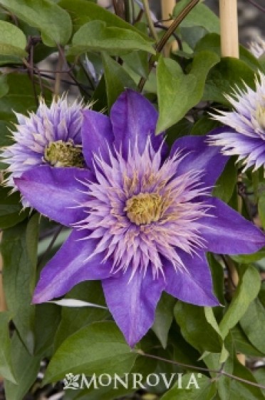 Clematis 'Multi-Blue'