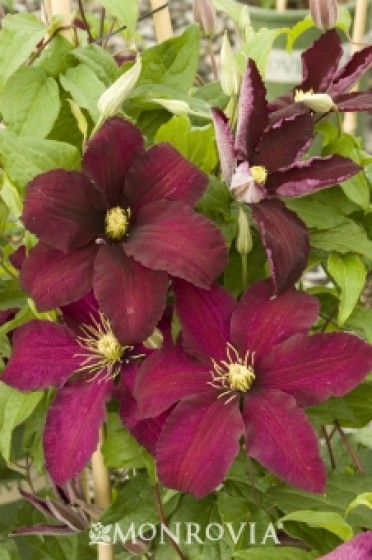 Clematis 'Niobe'