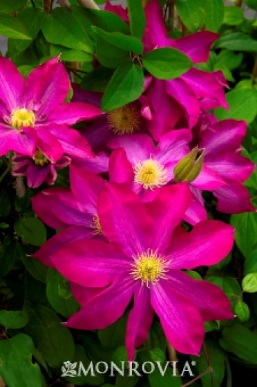 Clematis 'Pink Champagne'