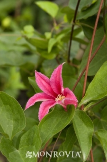 Clematis 'Princess Diana'