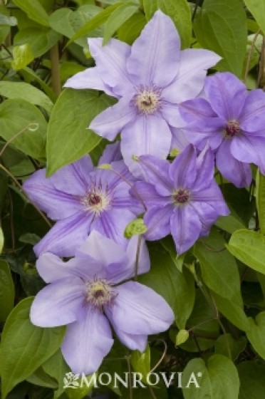 Clematis 'Ramona'