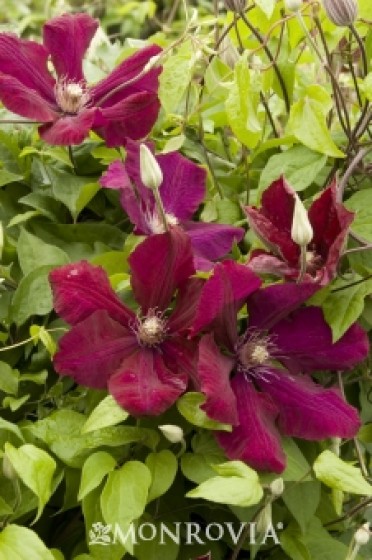 Clematis 'Rouge Cardinal'