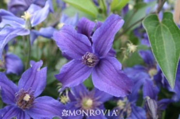 Clematis 'Sapphire Indigo'