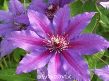 Clematis 'Vancouver Starry Nights'