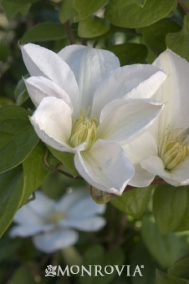 Clematis 'White Flowering'