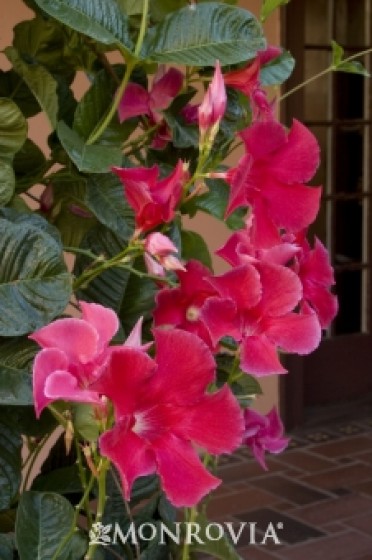 Crimson Jewel® Mandevilla