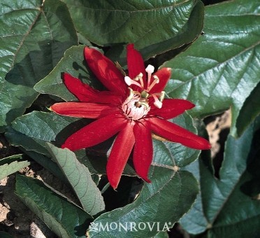 Crimson Passionflower