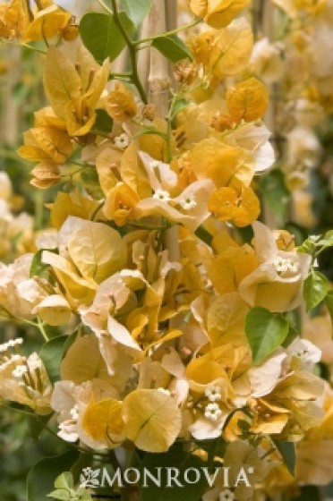 Gold Rush (TM) Bougainvillea