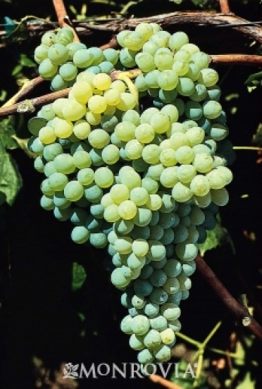 Grape 'Himrod'