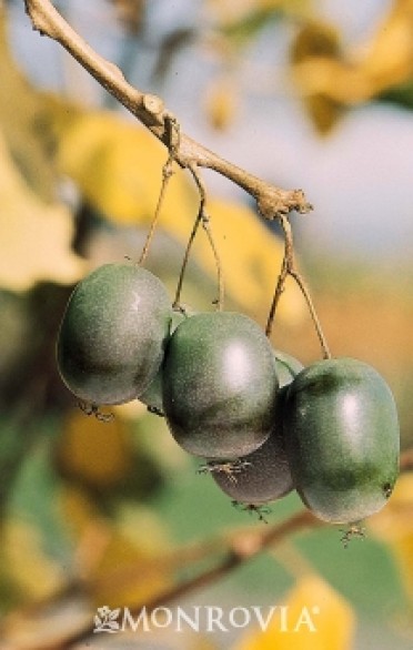 Hardy Kiwi Vine