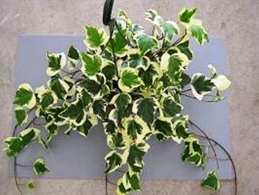 Hedera canariensis var. 'Marengo Algerian Ivy'