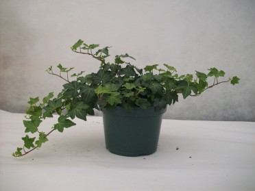 Hedera helix 'Ivy California'