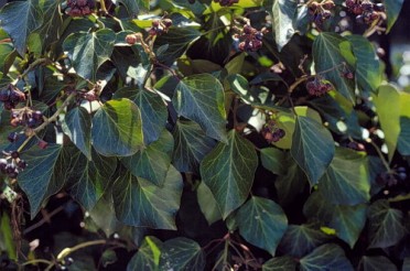 Hedera helix 'Ivy Diamonte'