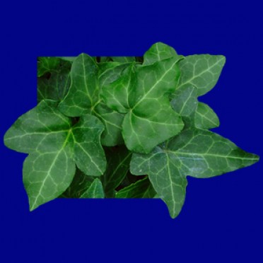 Hedera helix 'Ivy Shamrock'