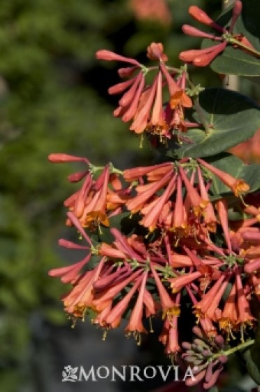 Honeysuckle 'Dropmore Scarlet Trumpet'