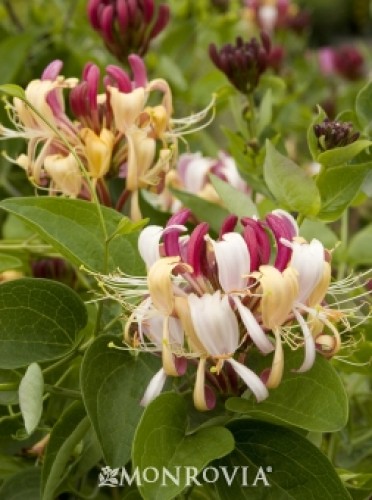 Honeysuckle 'Winchester'