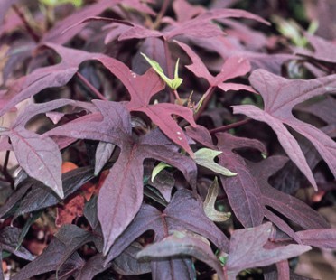 Ipomoea 'Sweet Caroline Purple'