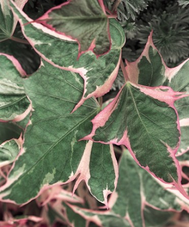 Ipomoea 'Tricolor'