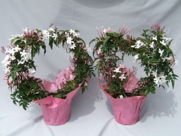 Jasminum polyanthum 'Pink Jasmine'