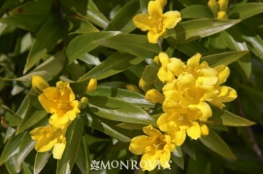 Jessamine 'Carolina'