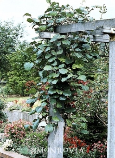 Kiwi Vine