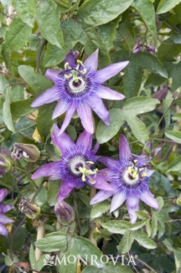 Lavender Lady Passion Flower