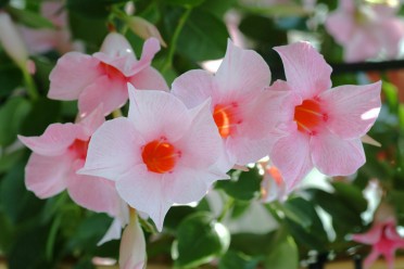 Mandevilla 'Cream Pink'