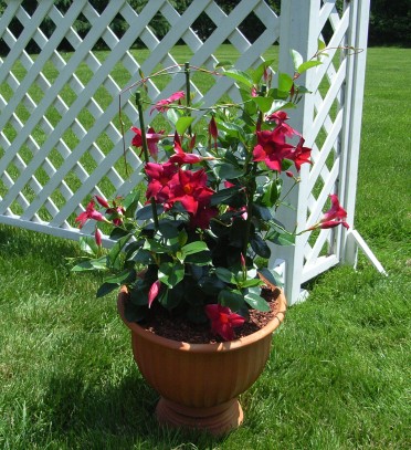 Mandevilla 'Lush Crimson'