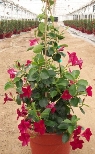 Mandevilla 'Sun Parasol Burgundy'